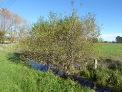 Salix atrocinerea. Young, naturalised tree growing next to drain.
 Image: D. Glenny © Landcare Research 2020 CC BY 4.0